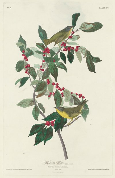 Nashville Warbler by John James Audubon